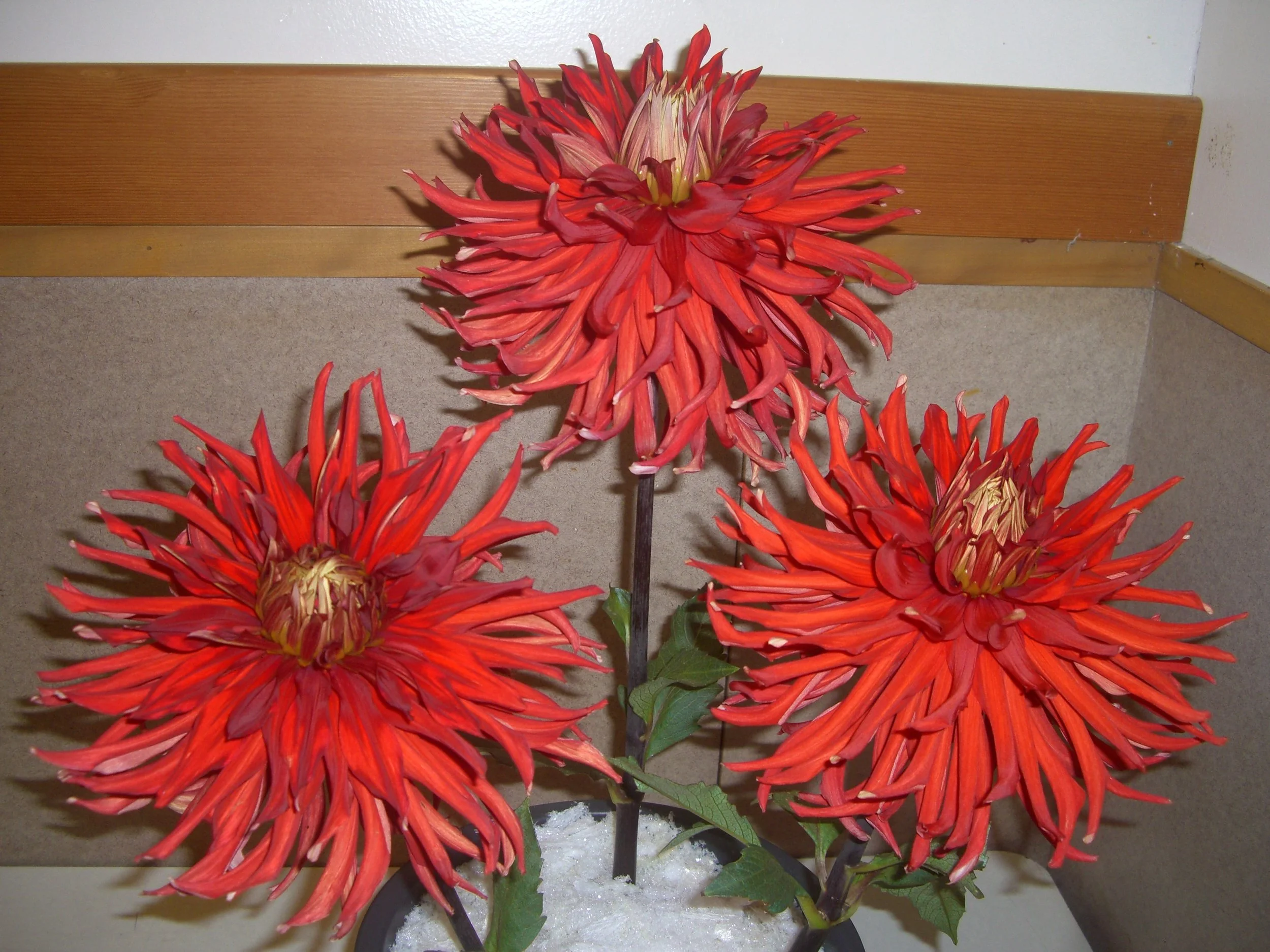 Allen's Country Roads Triple.JPG