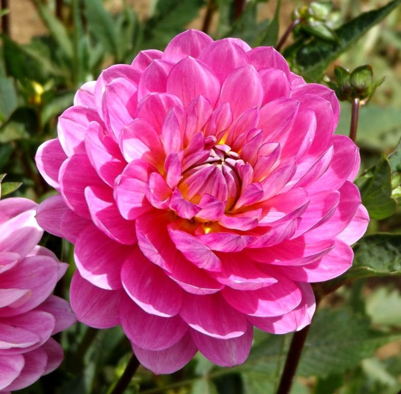 Sandia Flirt