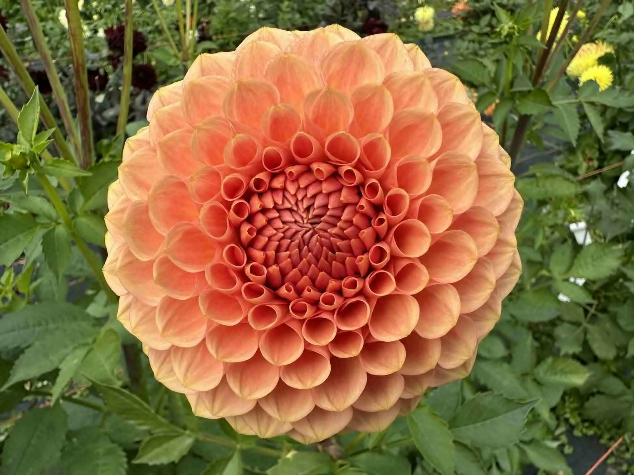 20th Ave. Softer Peach.jpg