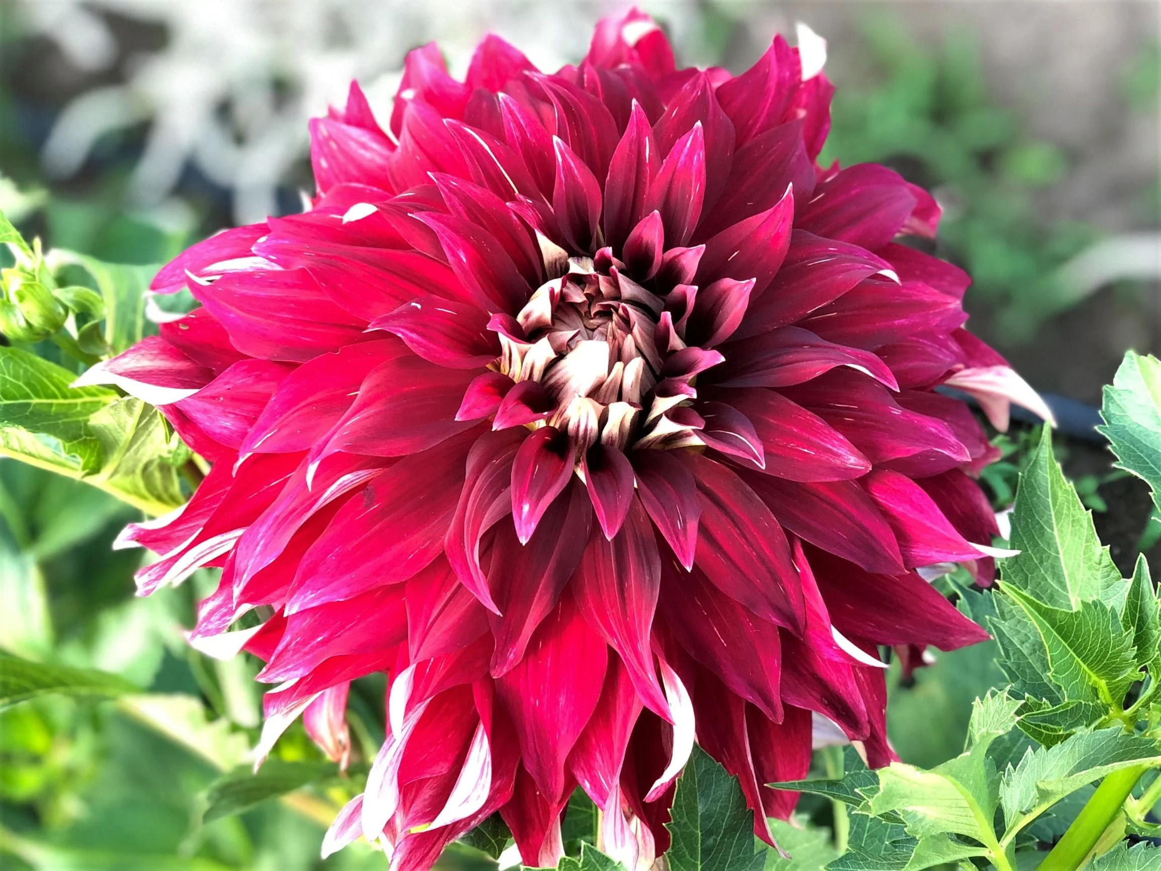 Allen's Tribute2-1.jpg