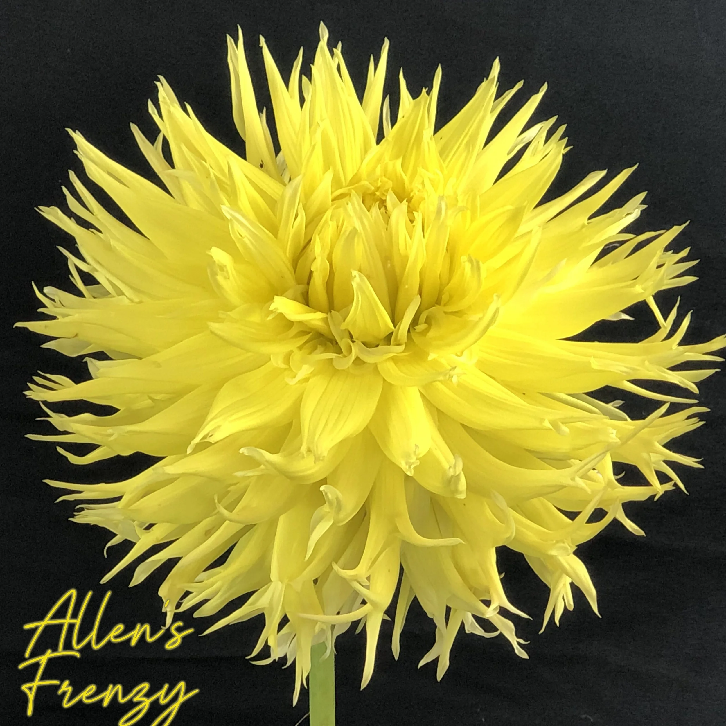 Allen's Frenzy - New for 2026