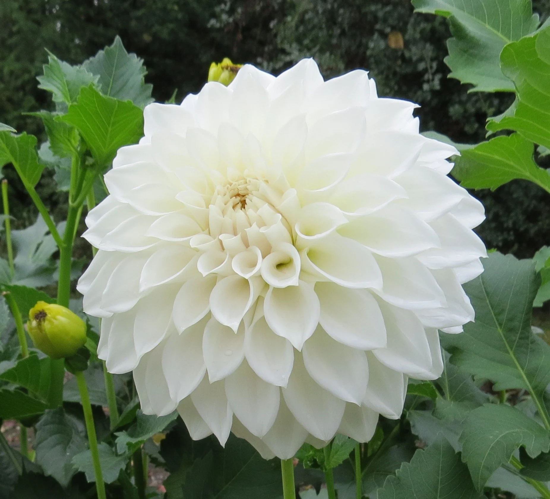 AC Crackers- New for 2026