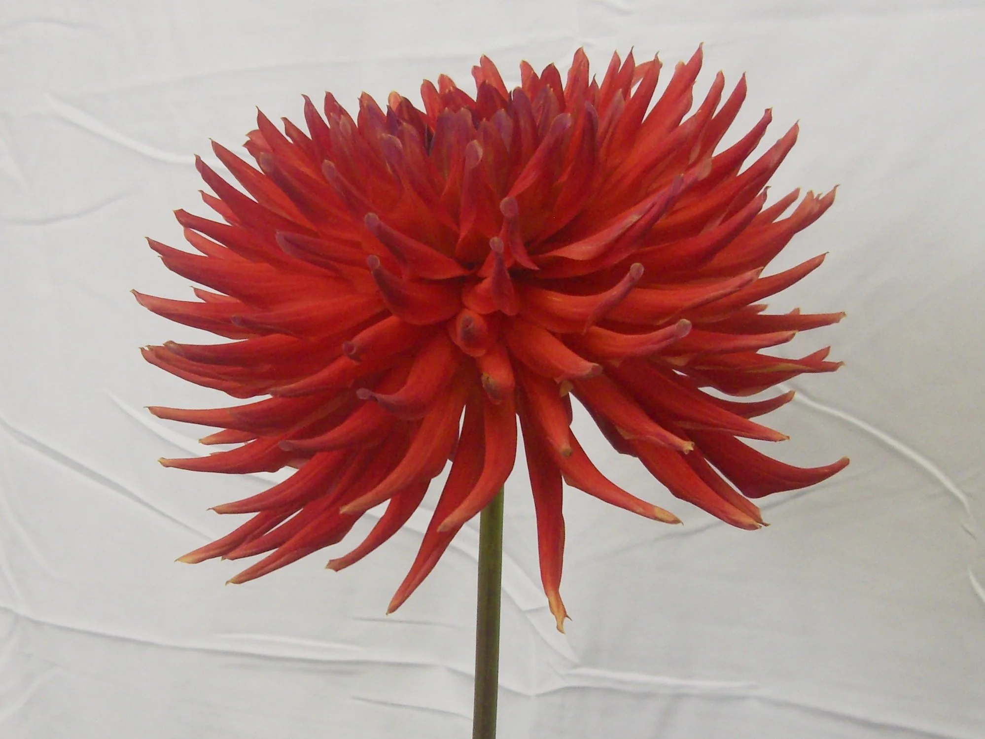 Allens Starfire crop (1).JPG