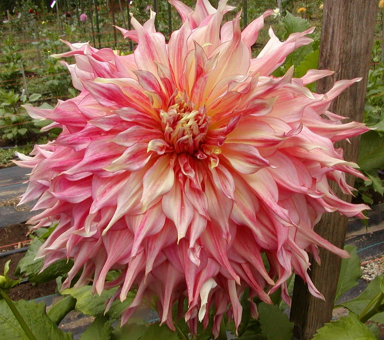 Penhill Watermelon 2.JPG