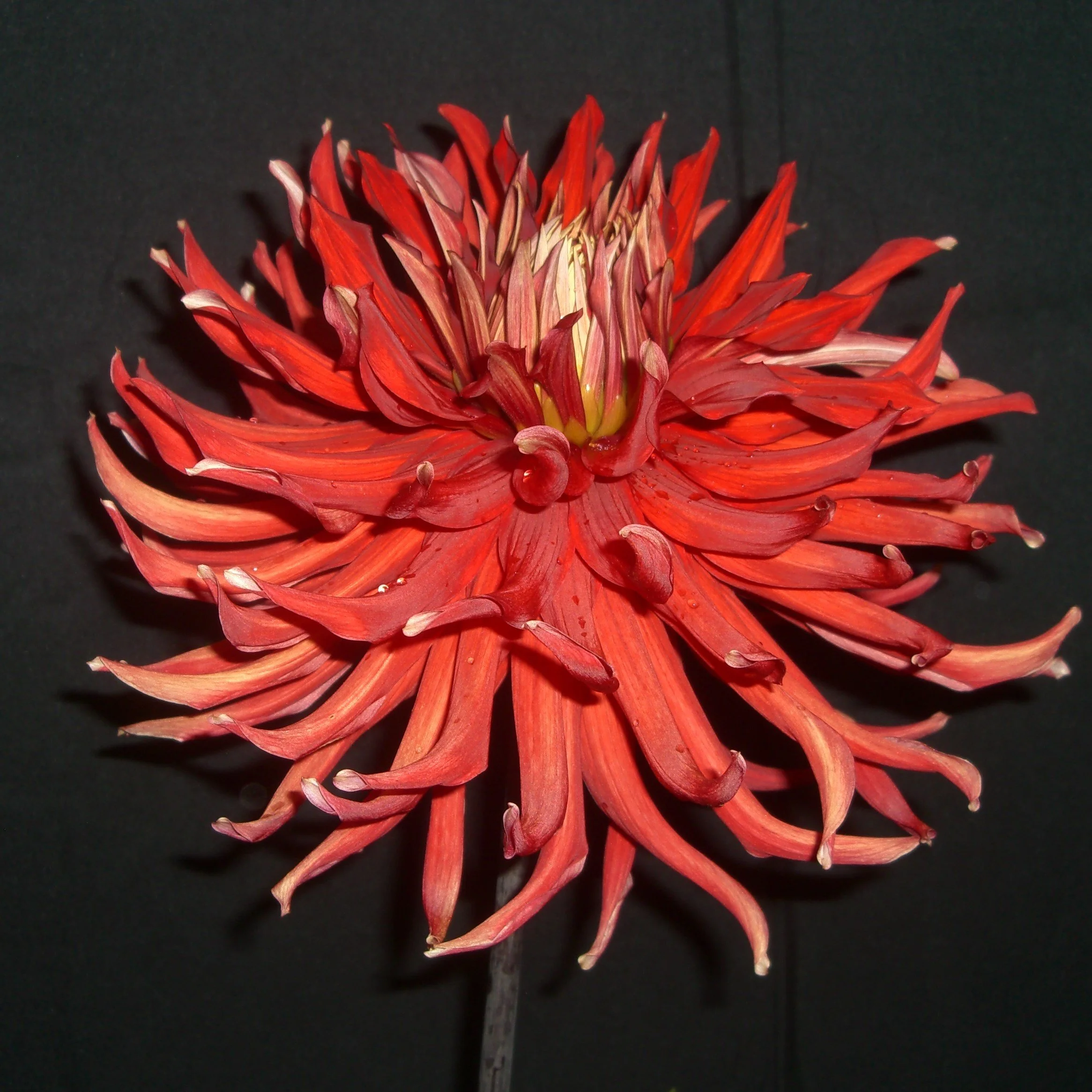 Allen's Country Roads.jpg