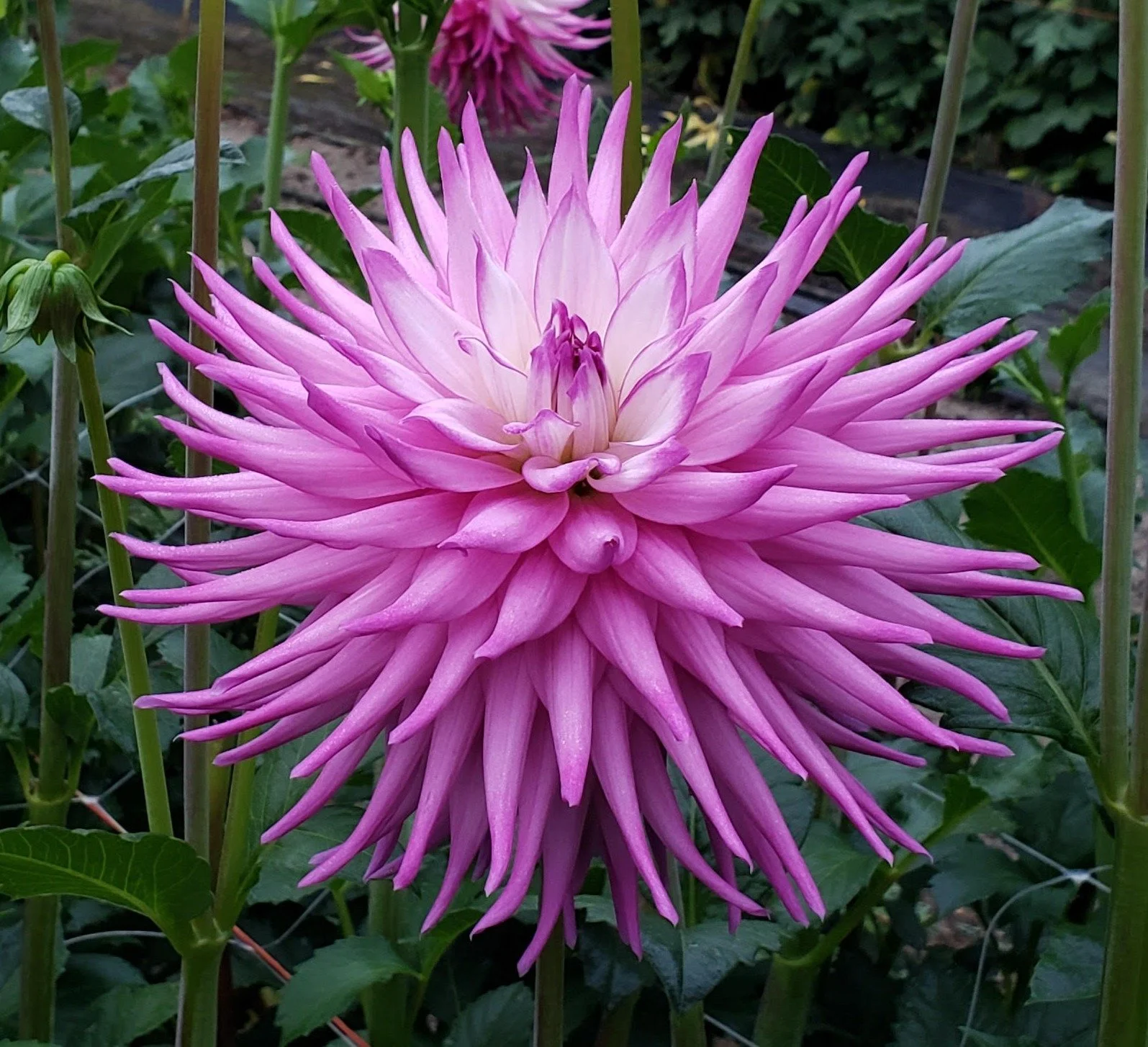 AC Christine - Copy.jpg