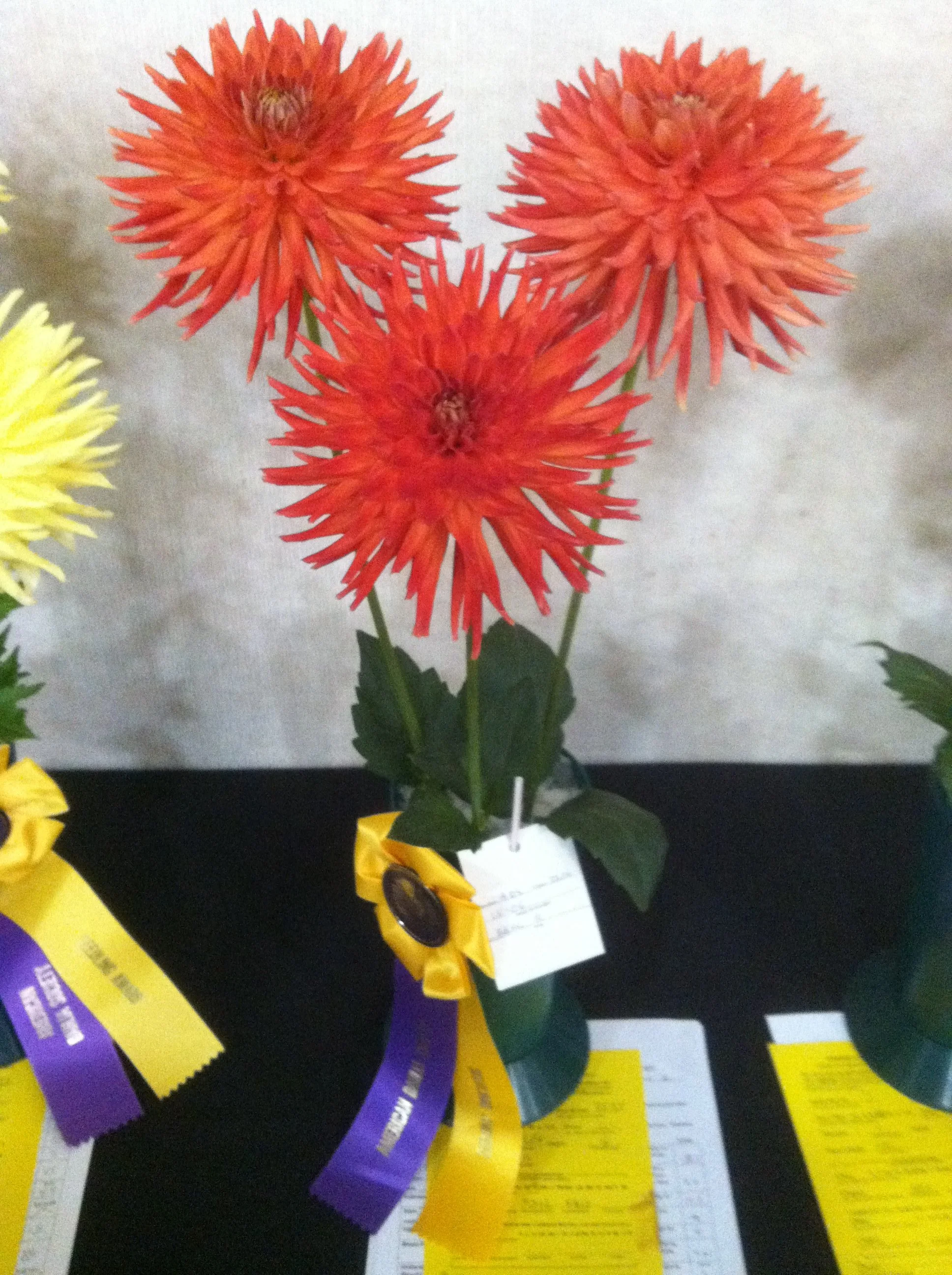 Allen's starfire triple.JPG