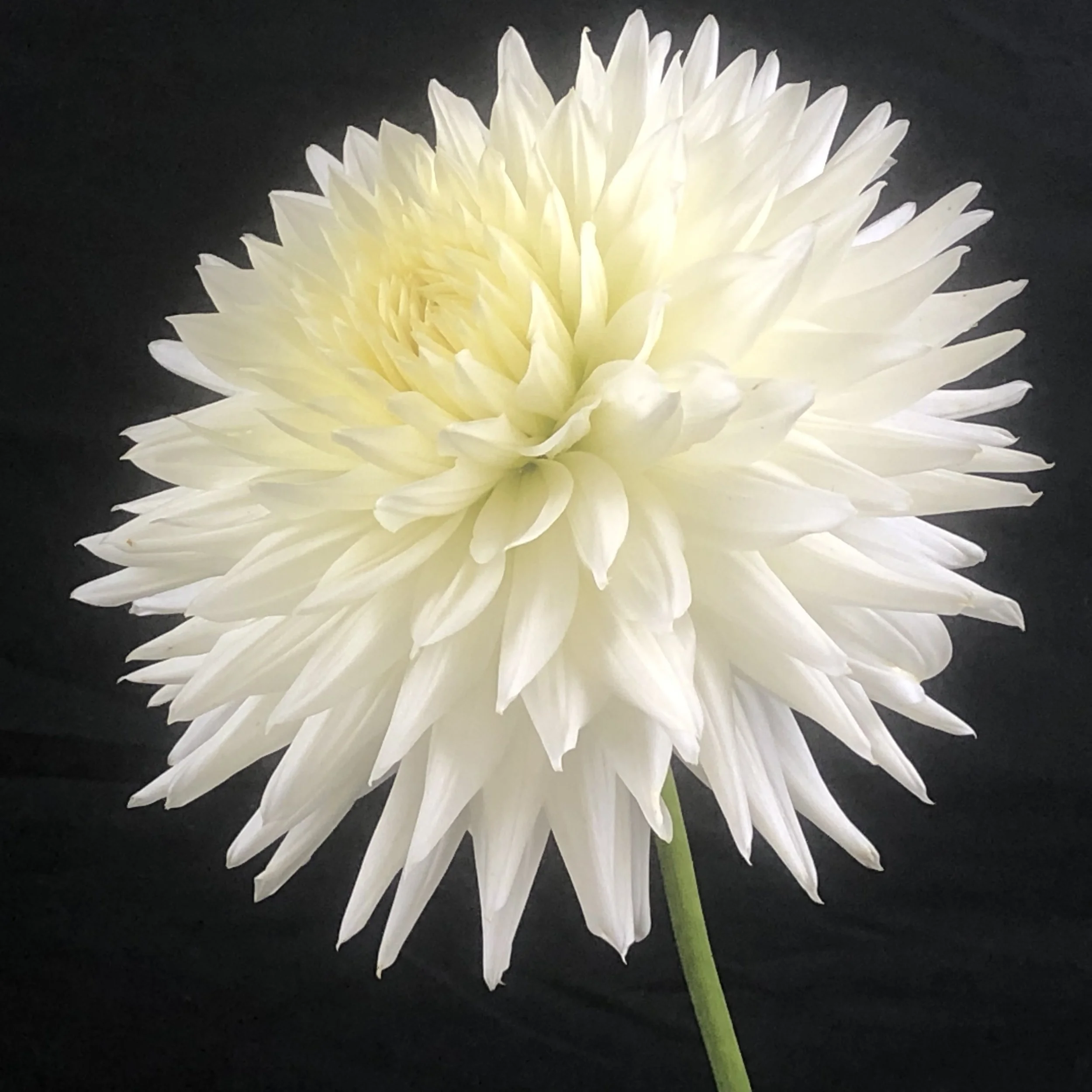 Allen's Avalanche.jpg