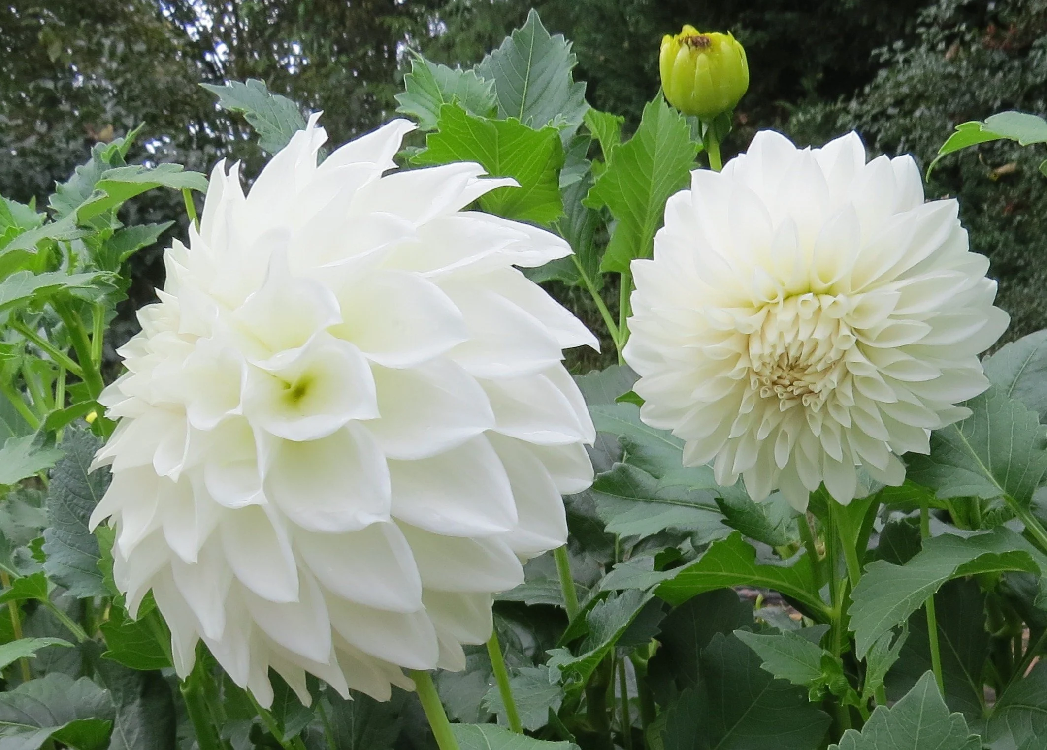 AC CRACKERS sideview.JPG