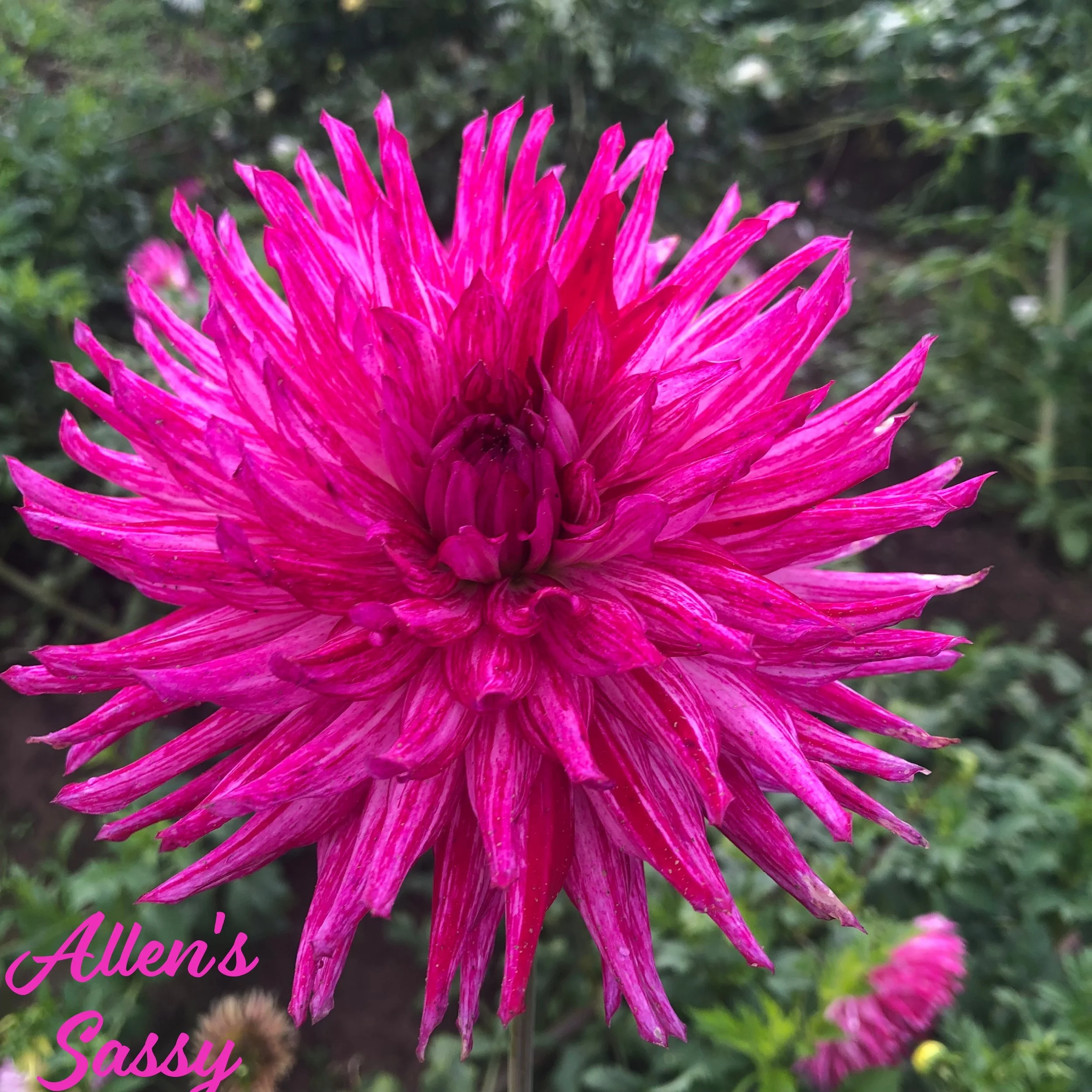 Allen's Sassy printJPG.JPG