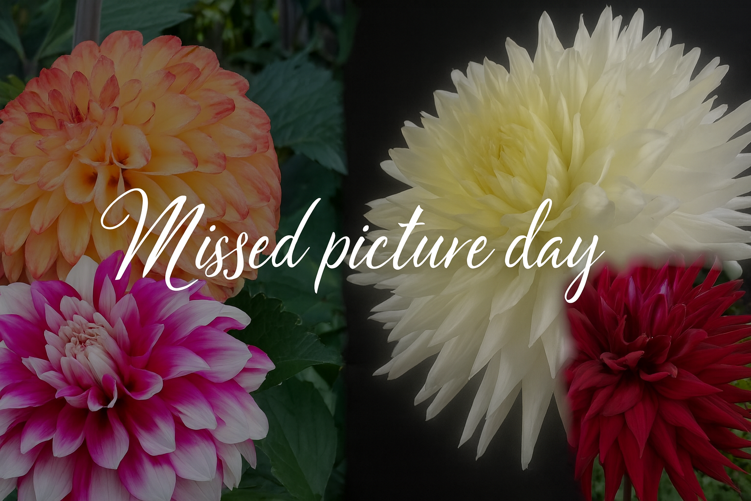 Missed picture day.png (Copy)