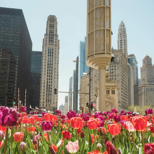 Colorful tulips in bloom with Chicago skyscrapers in the background on a sunny day