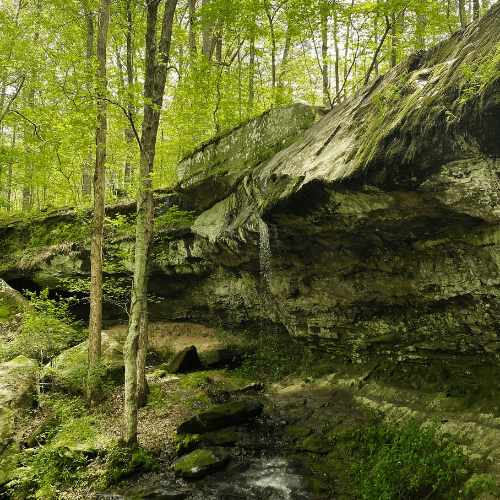 Forest waterfall over mossy rock ledge in Southern Illinois forest scene with sunlit trees