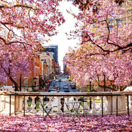 Baltimore City with Flowering Magnolia in Spring