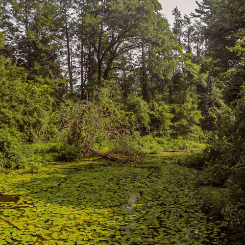 Lush Lily Pond in Wellesley, Massachusetts Forest