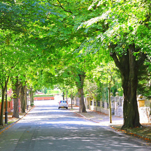 Leafy street in Soreland