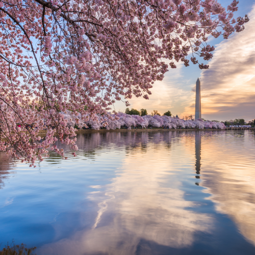 Cherry blossom trees overhanging a reflective body of water with the Washington Monument in the distance at sunset.