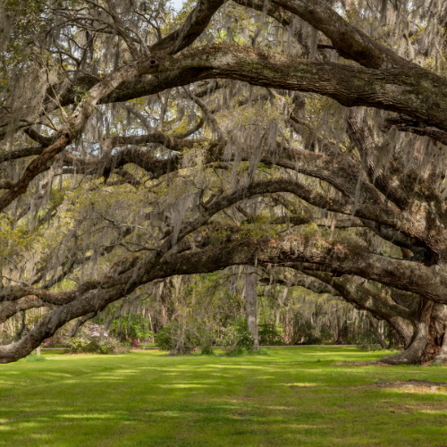 Oak Lawn park trees