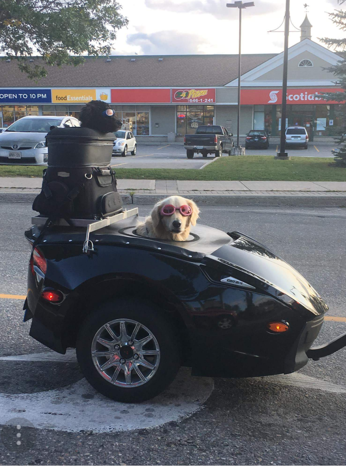 Mike Doucette's trailer with dogs.png