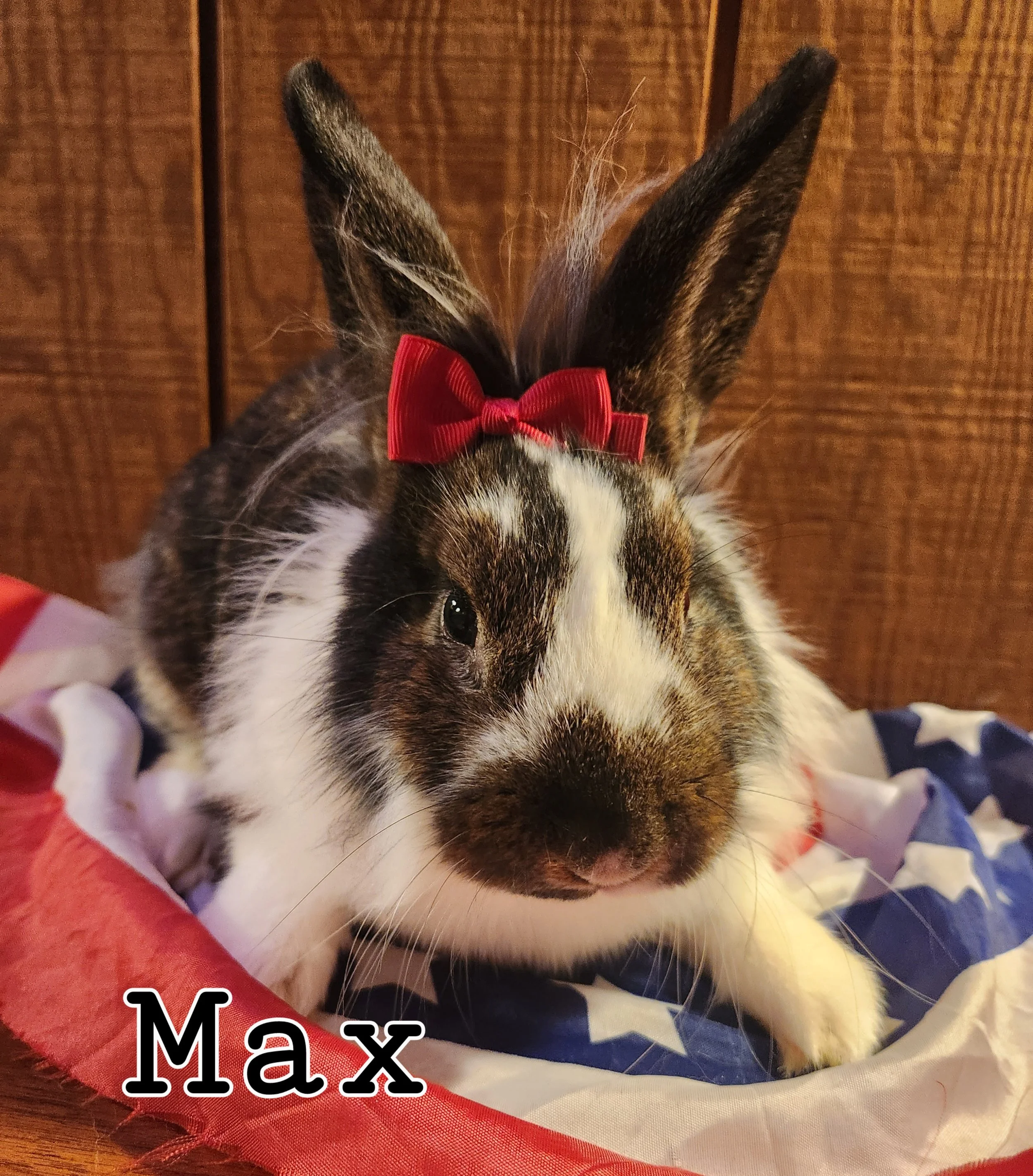 General 1 — BunniesRUs Rescue