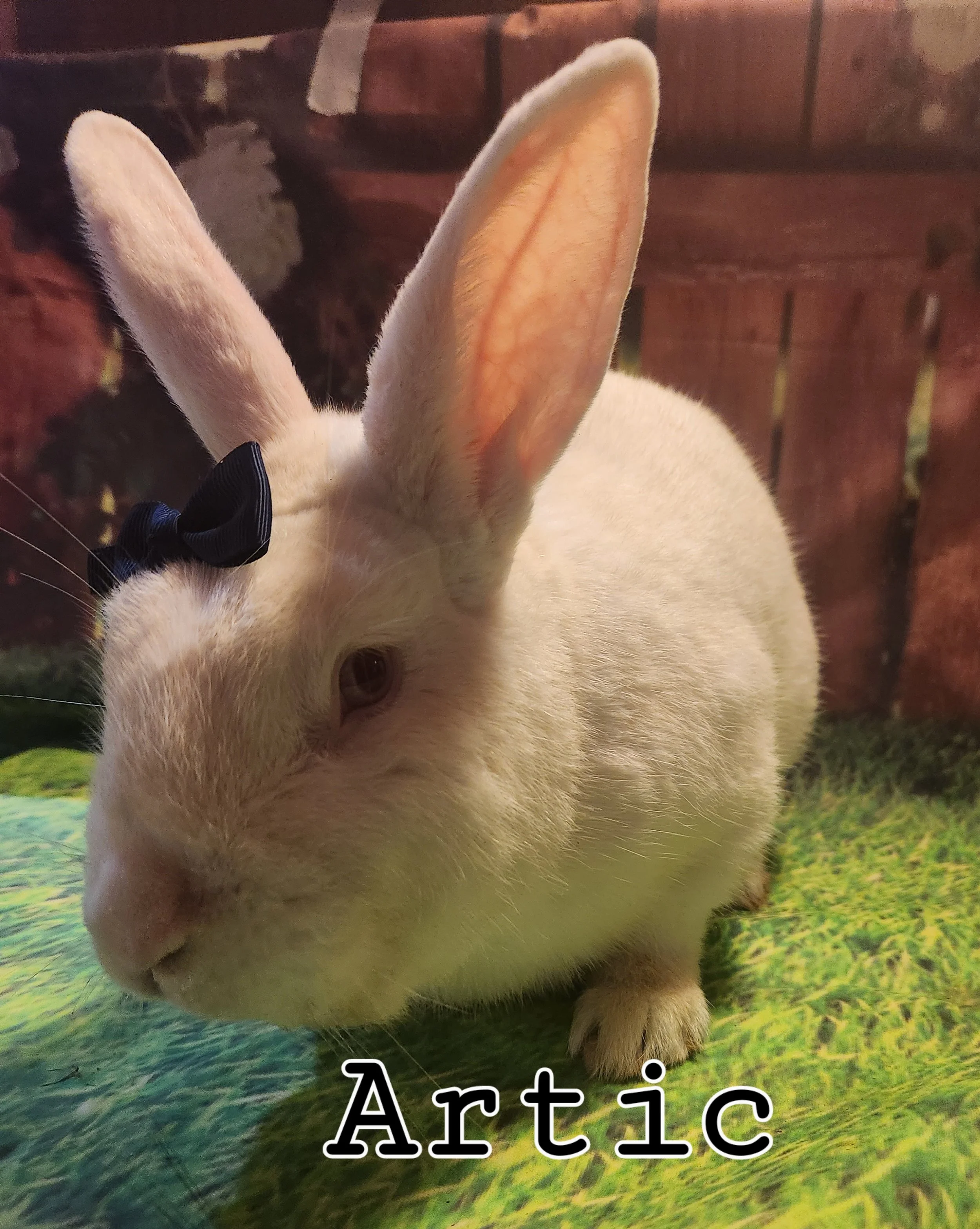 Services 3 — BunniesRUs Rescue