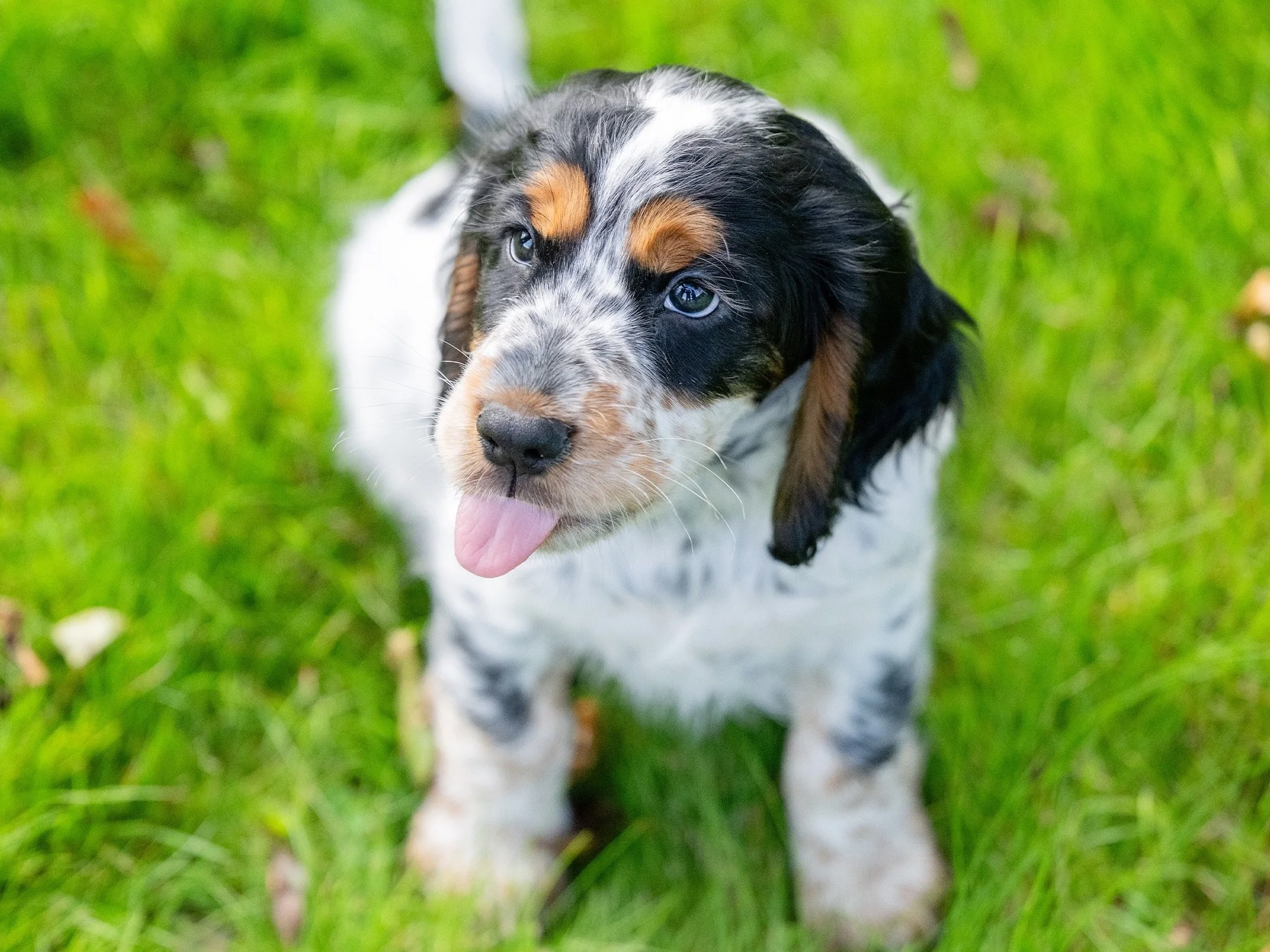 A close up of little Iggy, the hearing dog puppy David and his team are sponsoring
