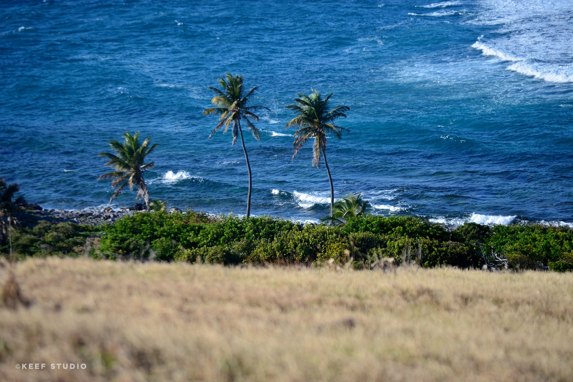 Caribbean coconut trees along the sea 