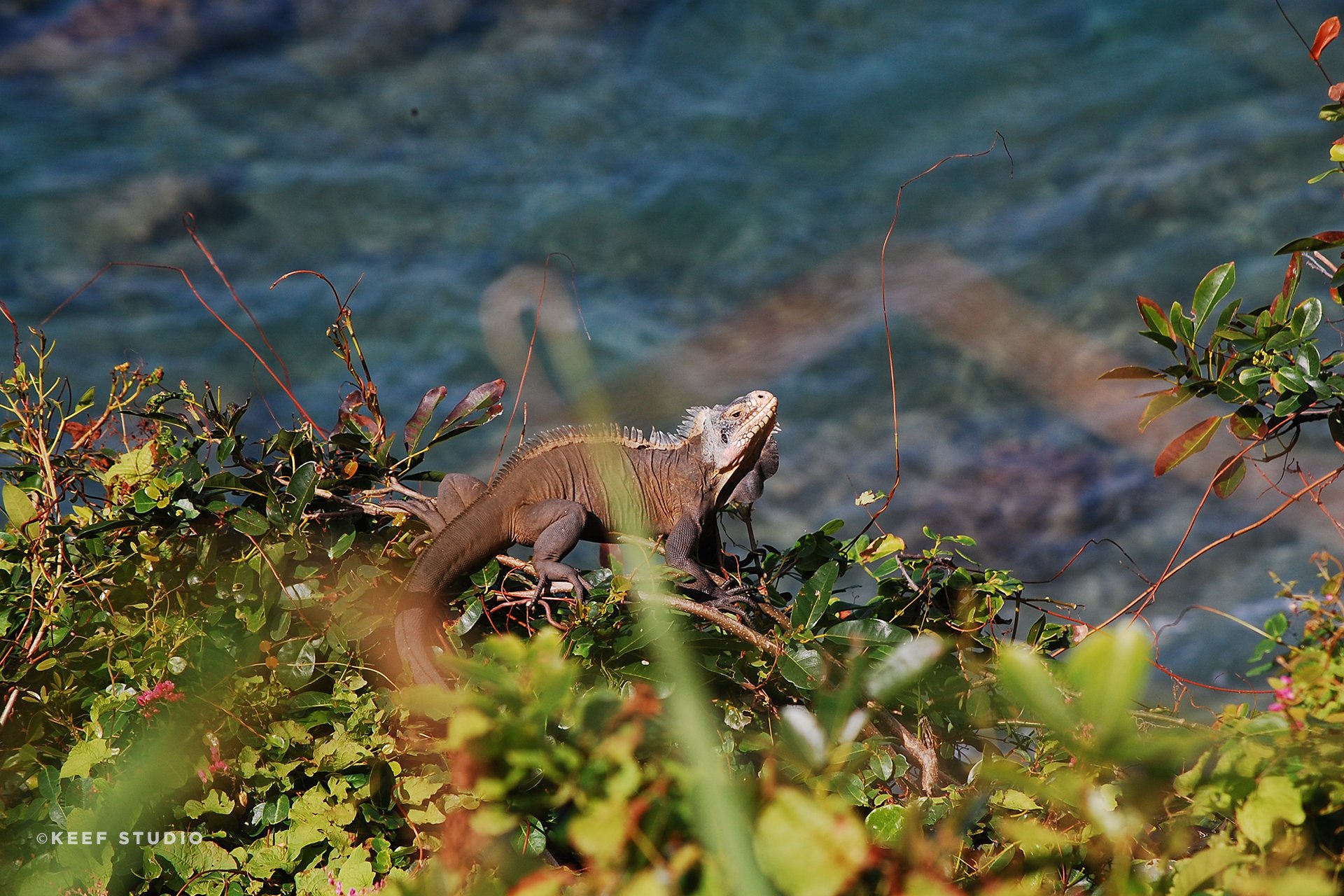 Caribbean iguana sun bathing