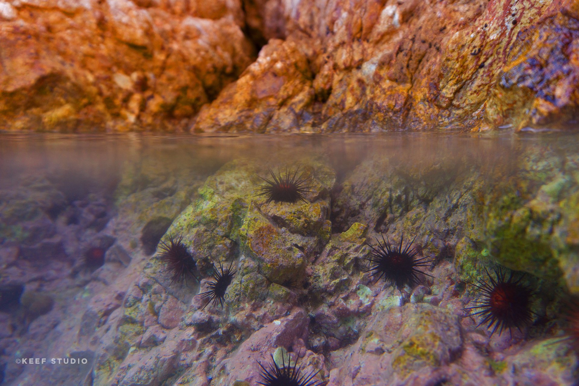 Caribbean black sea urchin