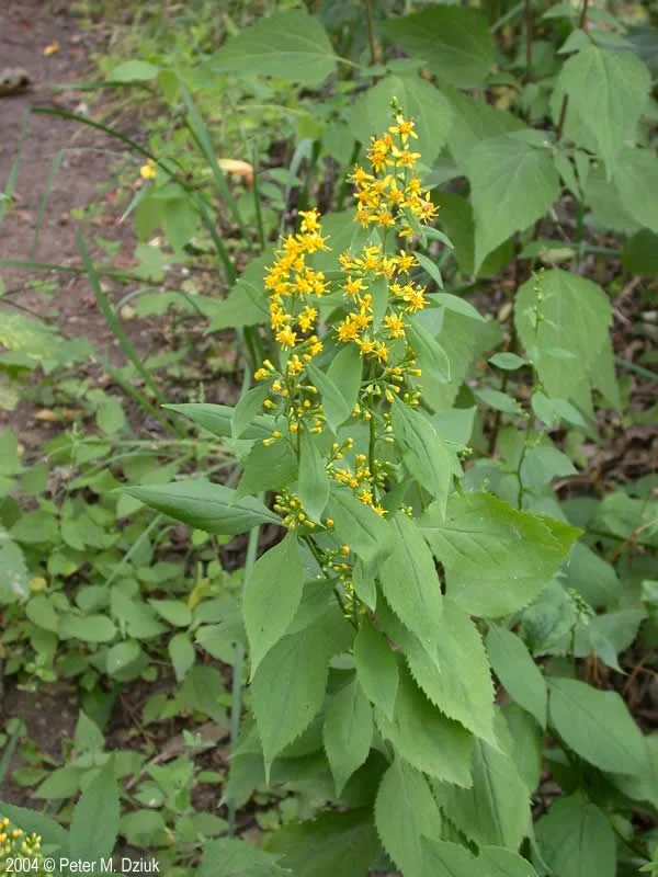 solidago-flexicaulis-8798.jpg
