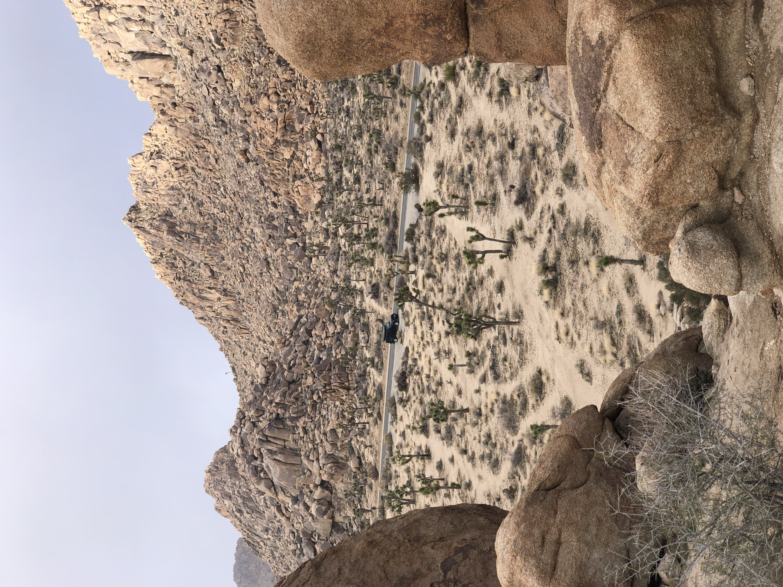 Joshua Tree