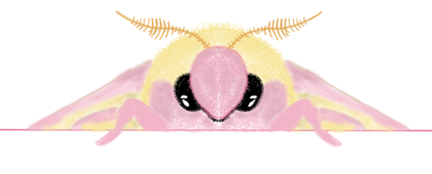 rosy maple moth.png