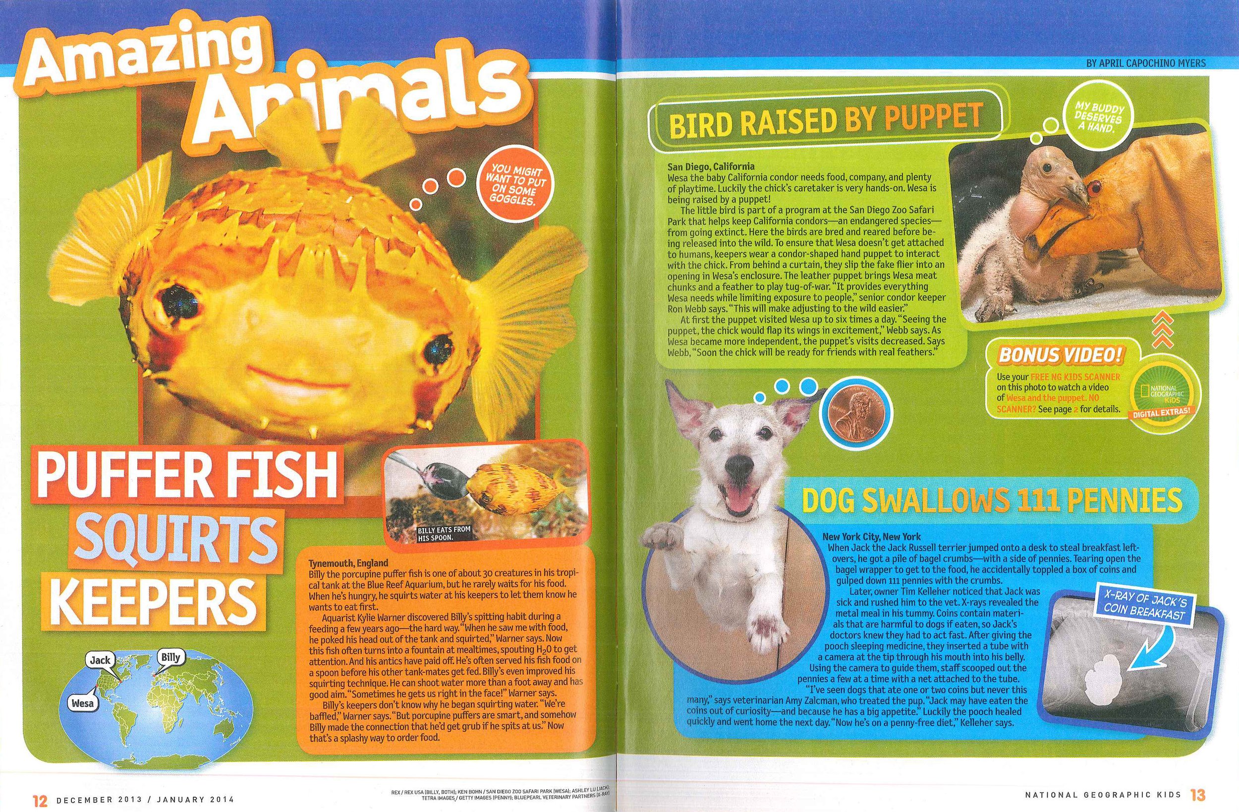 “Puffer Fish Squirts Keepers,” written by April Capochino Myers for National Geographic Kids, December 2013/January 2014.