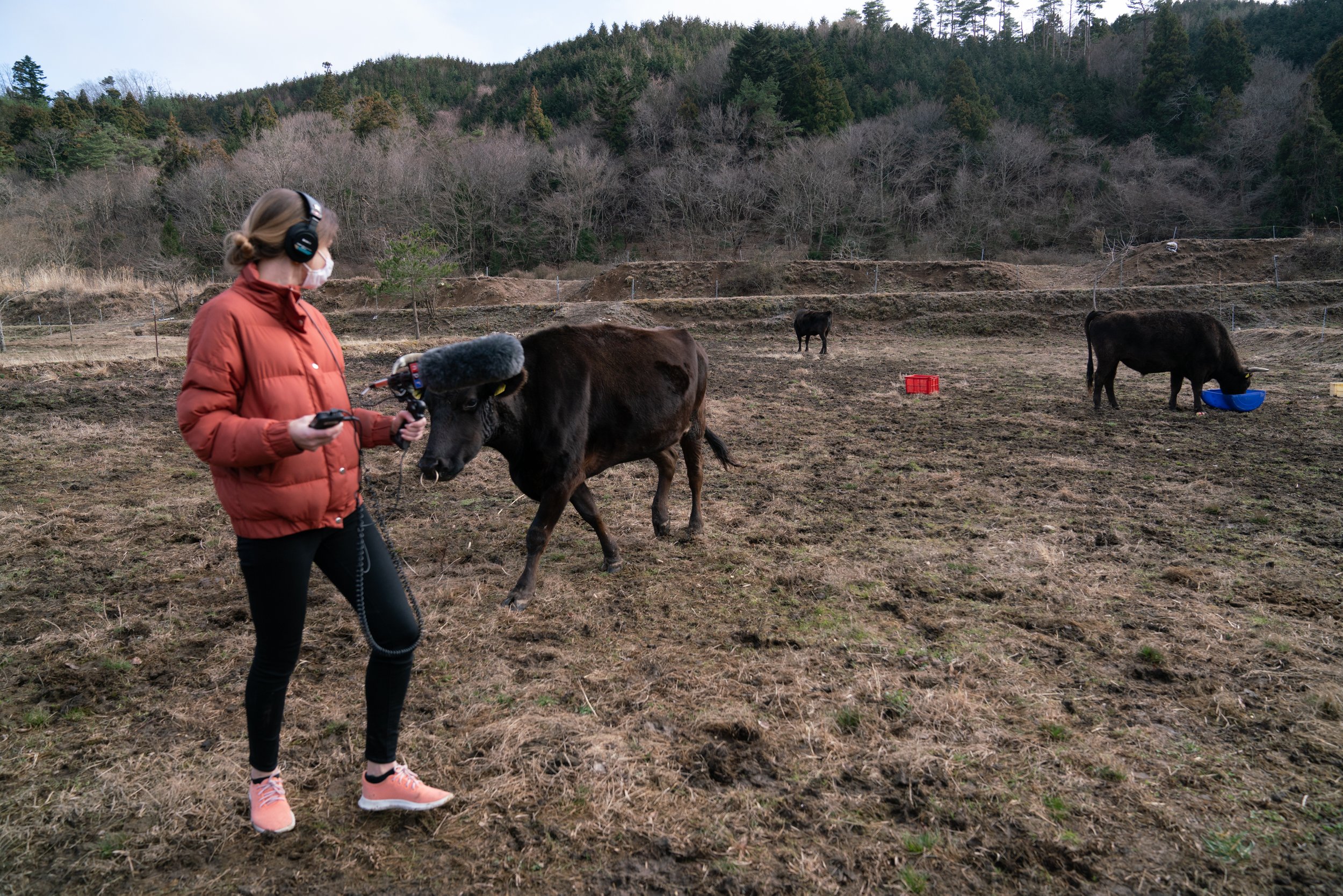  Kat records sound from cows on Satsuki Tani’s farm in the exclusion zone in Fukushima. Many of these cows were released and near death after the disaster on 3/11. Tani has made it her mission to rehabilitate them, using them to help manage and maint