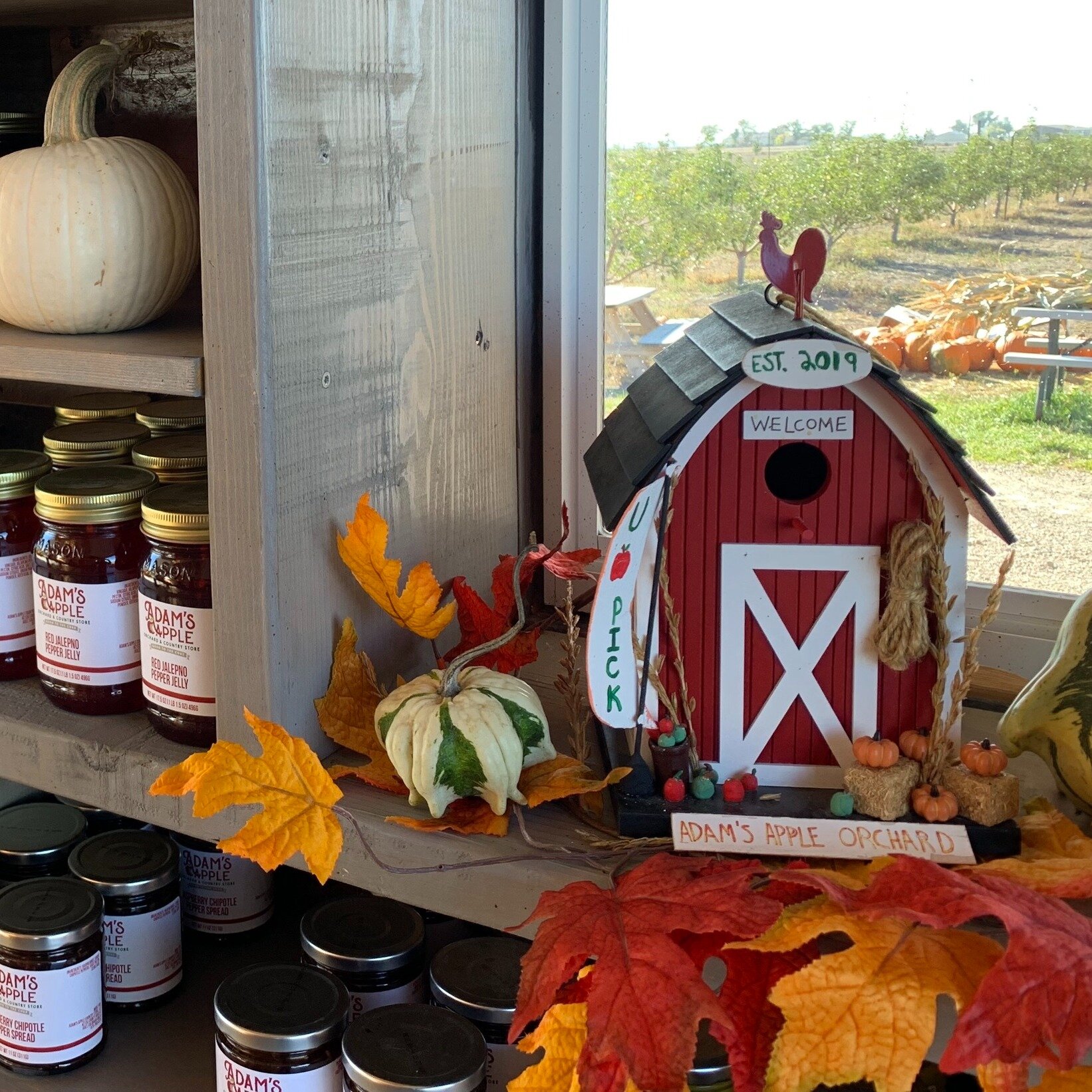 * * * APPLE SALE - SATURDAY, NOVEMBER 4, 2023 * * *
Adam's Apple Country Store will be open Saturday from 10-4 to sell our remaining pre-picked JONATHAN apples at a reduced price - $25/ half bushel (20#) , $50/ bushel (40#) Available while they last.