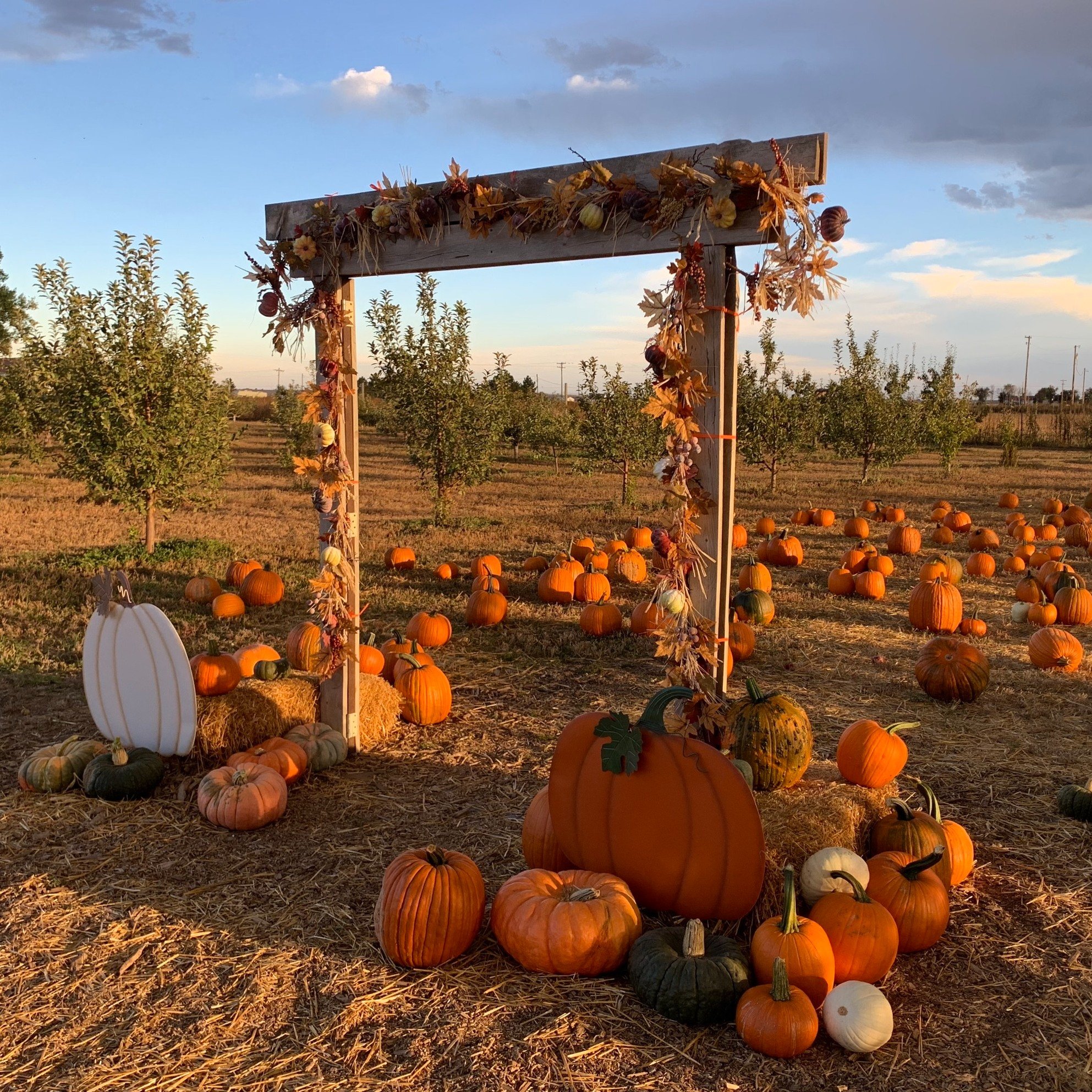 * * WEEKEND UPDATE - OCTOBER 19&amp;20, 2024 * *

Join us this weekend for an Autumn stroll through the orchard.  We have PUMPKINS, fresh pressed APPLE CIDER, Pre-picked APPLES including WINE CRISP, SPY GOLD, JONATHAN, CAMEO, JONAGOLD, FUJI,  GOLDEN 
