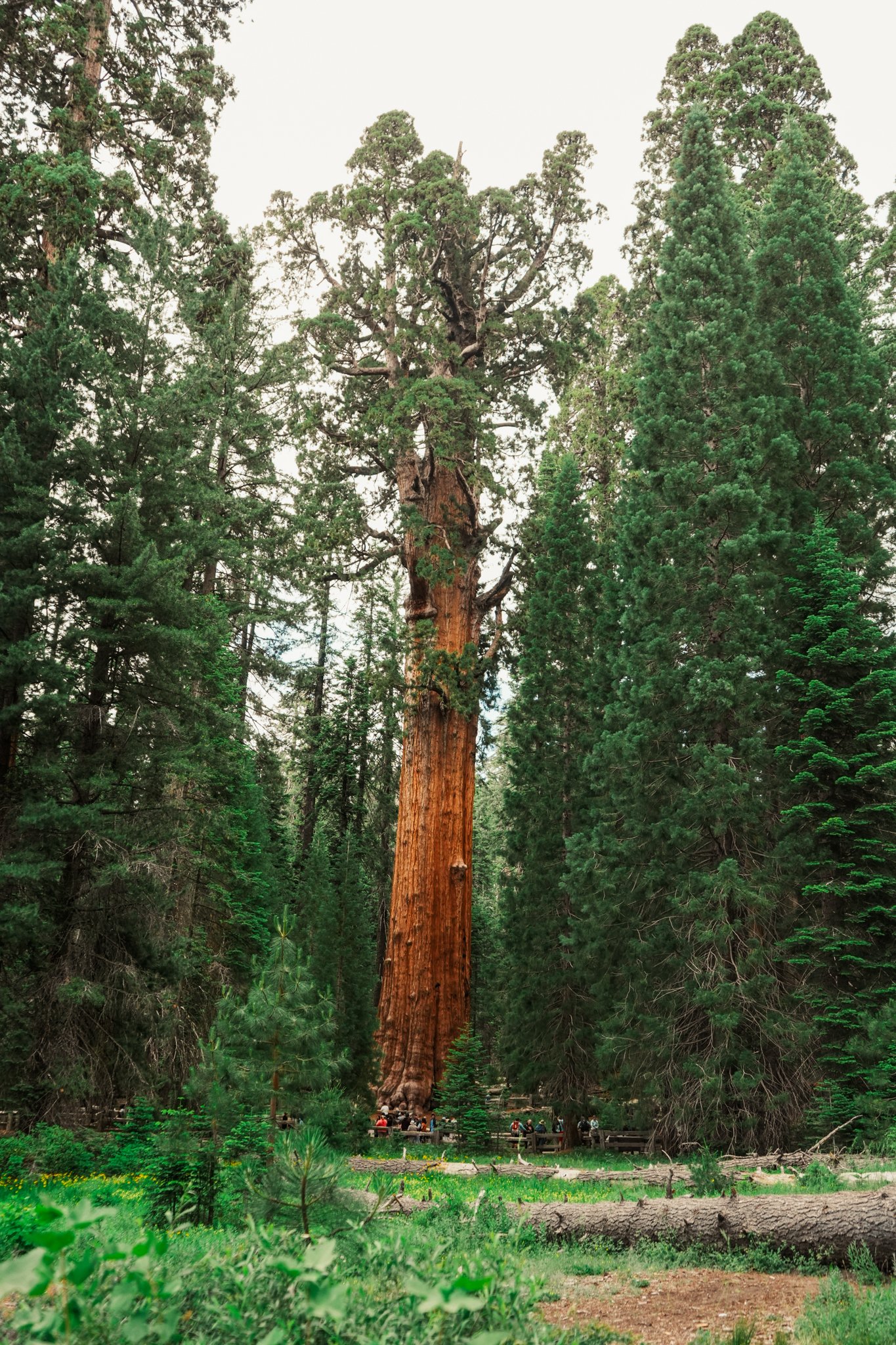 sequoia-103.jpg