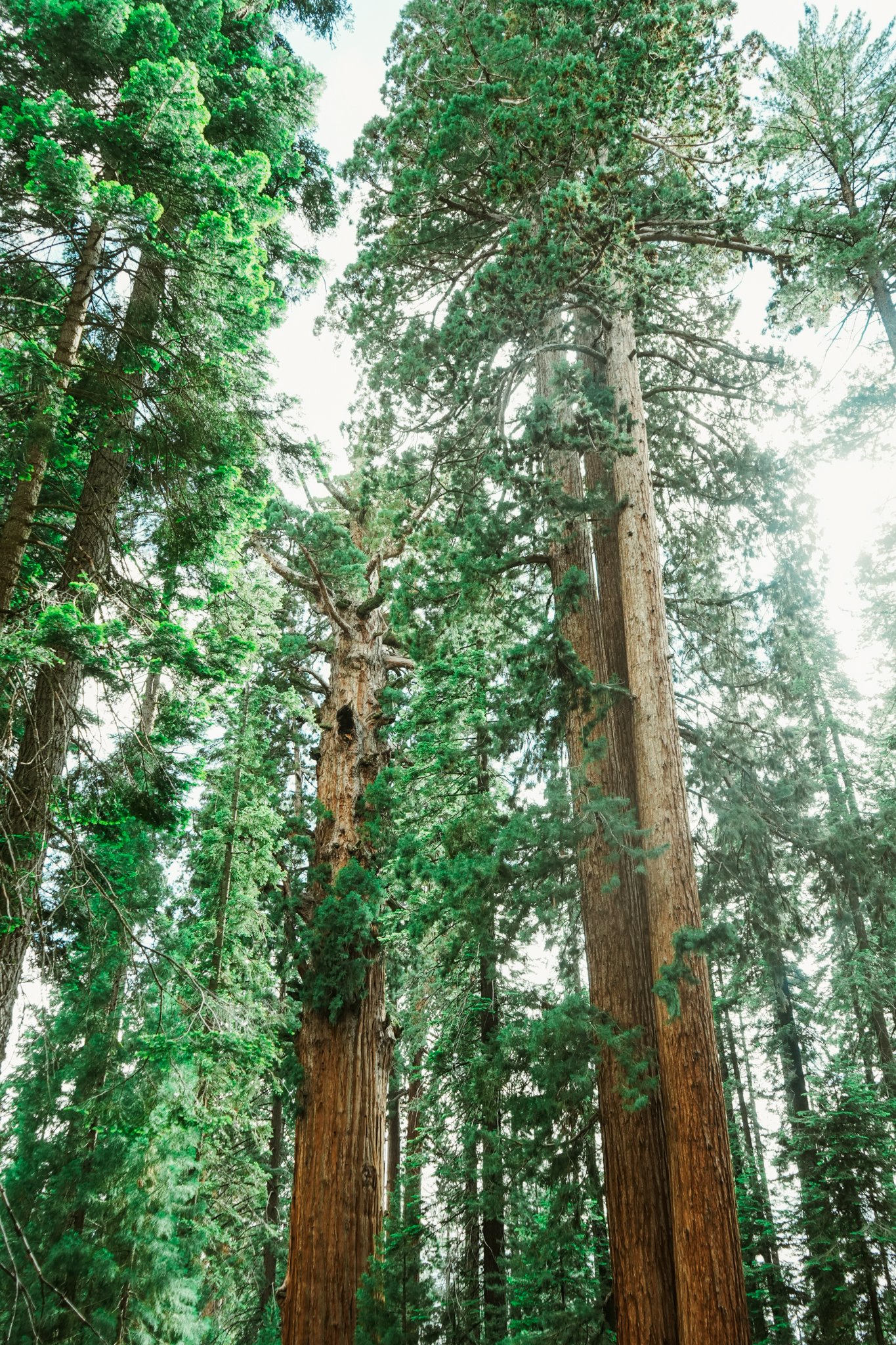 sequoia-091.jpg