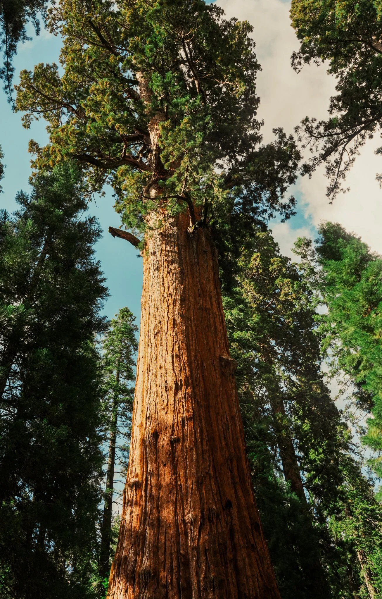 sequoia-107.jpg