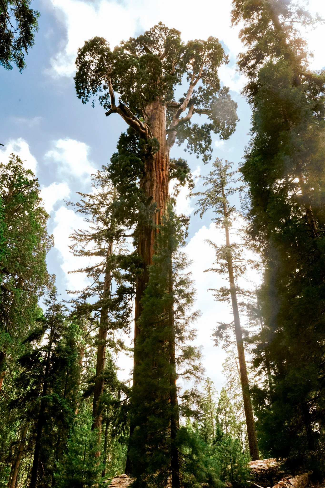 sequoia-073.jpg