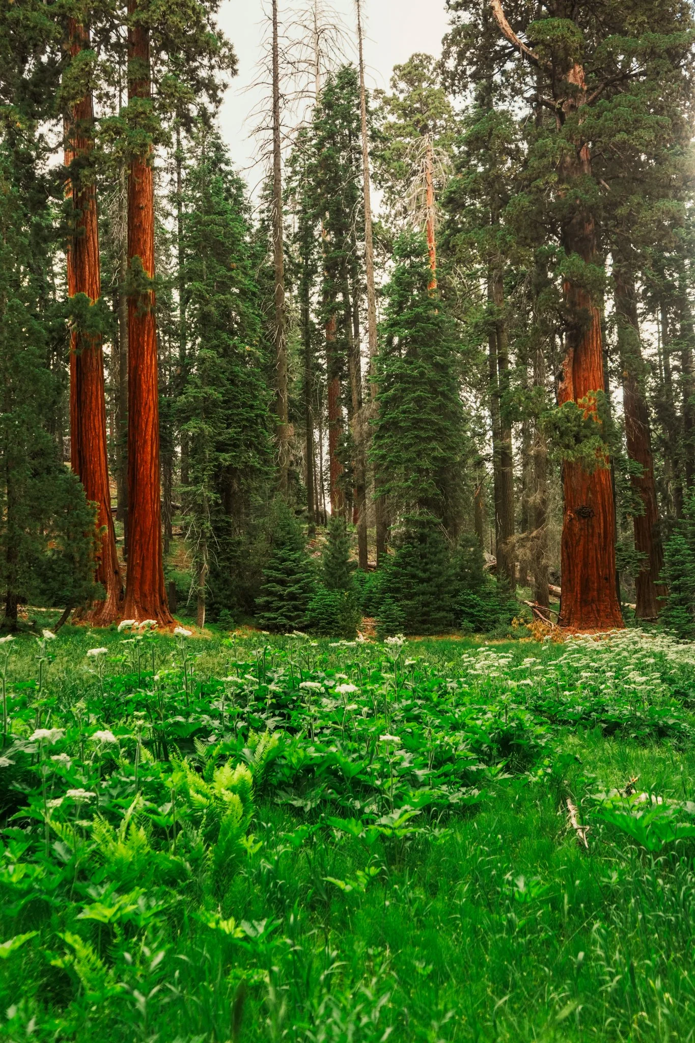 sequoia-113.jpg