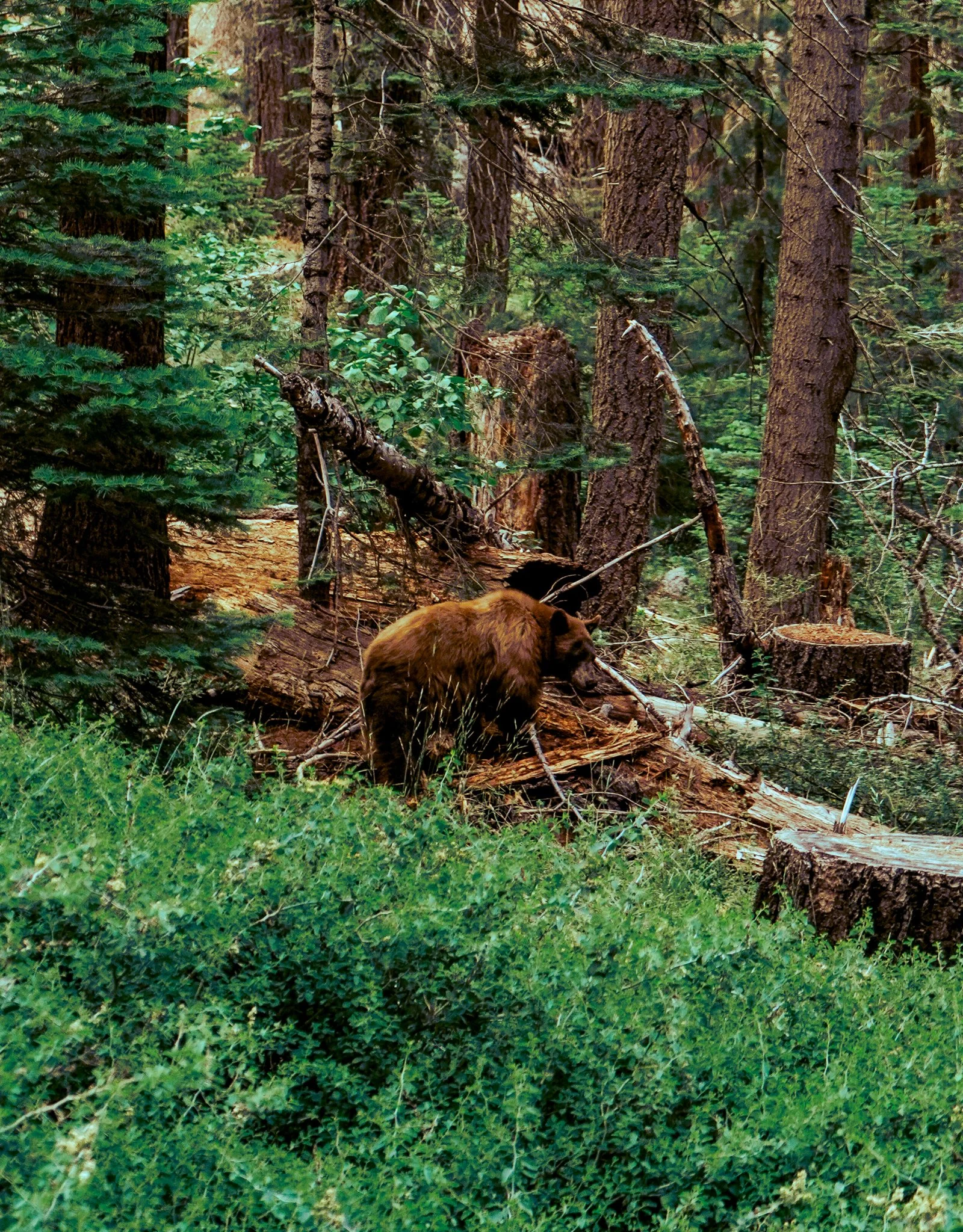 sequoia-135.jpg