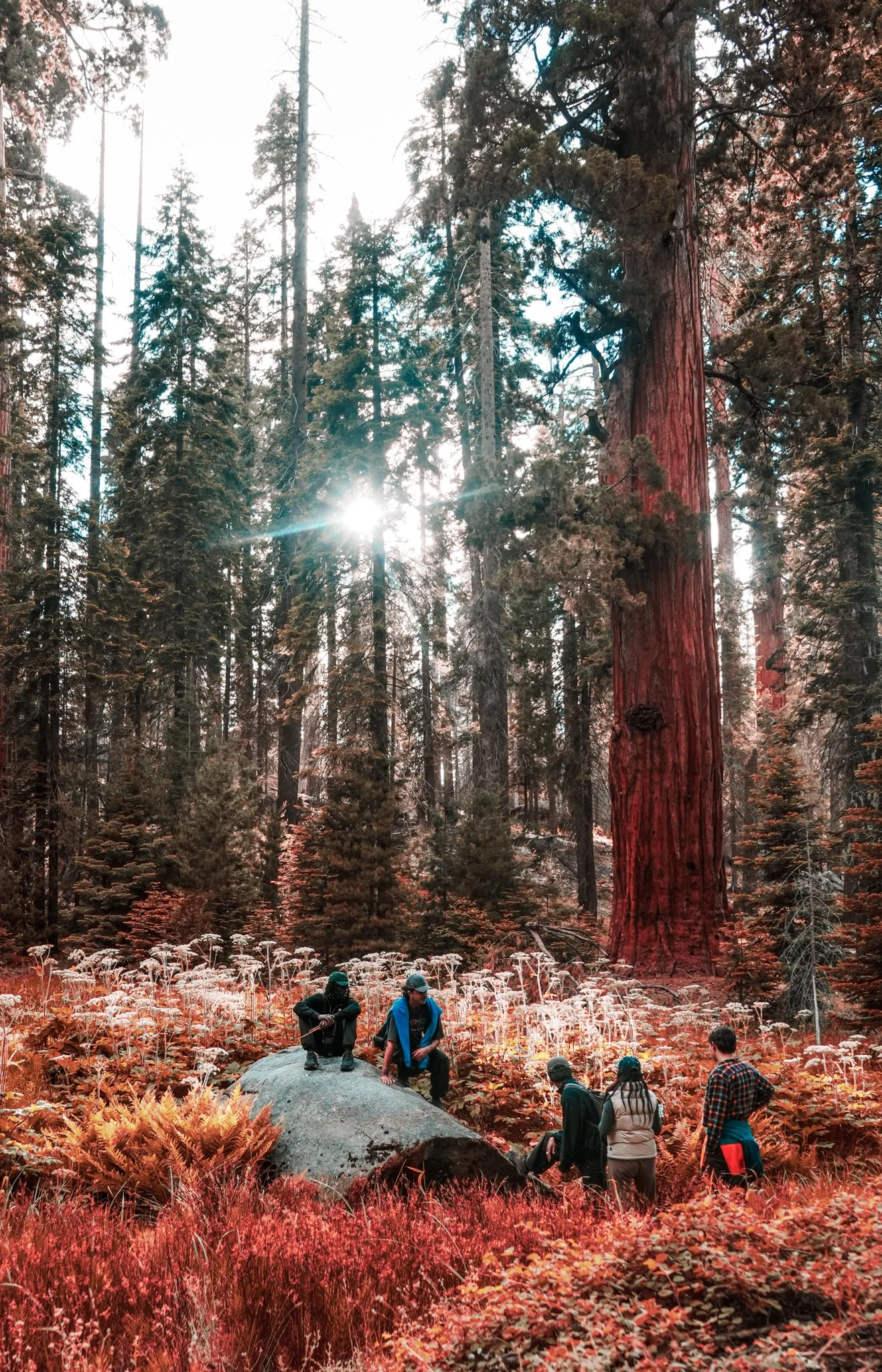 sequoia-120.jpg
