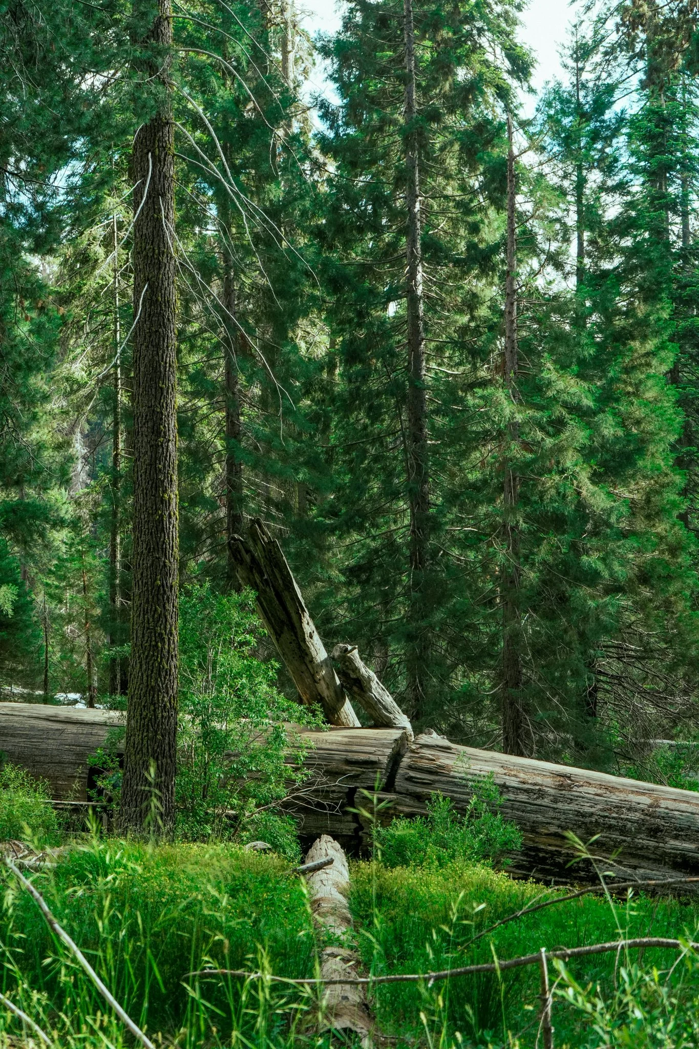 sequoia-108.jpg