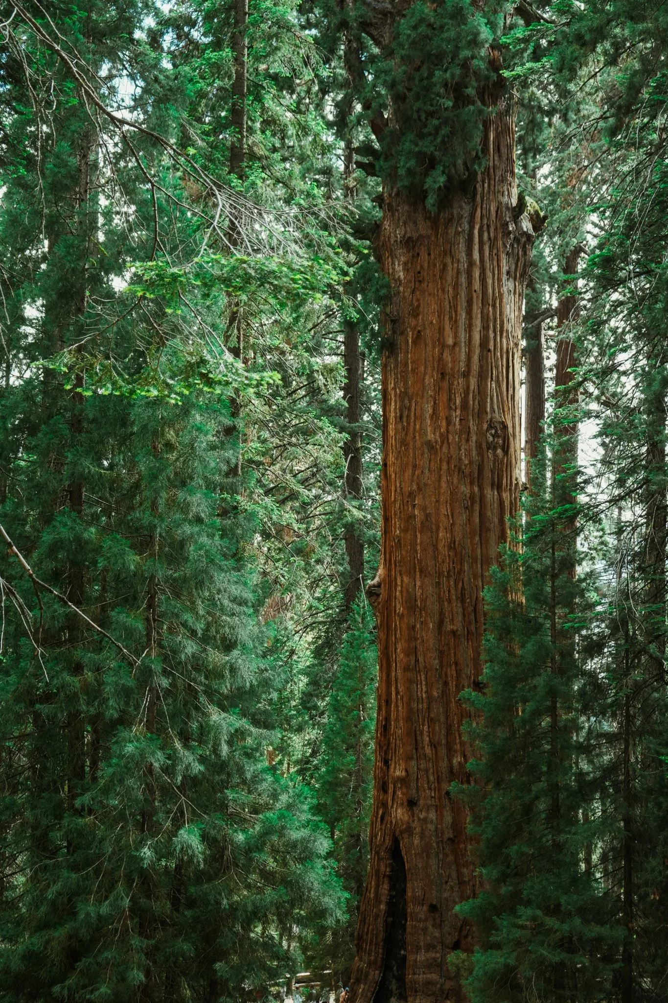 sequoia-090.jpg