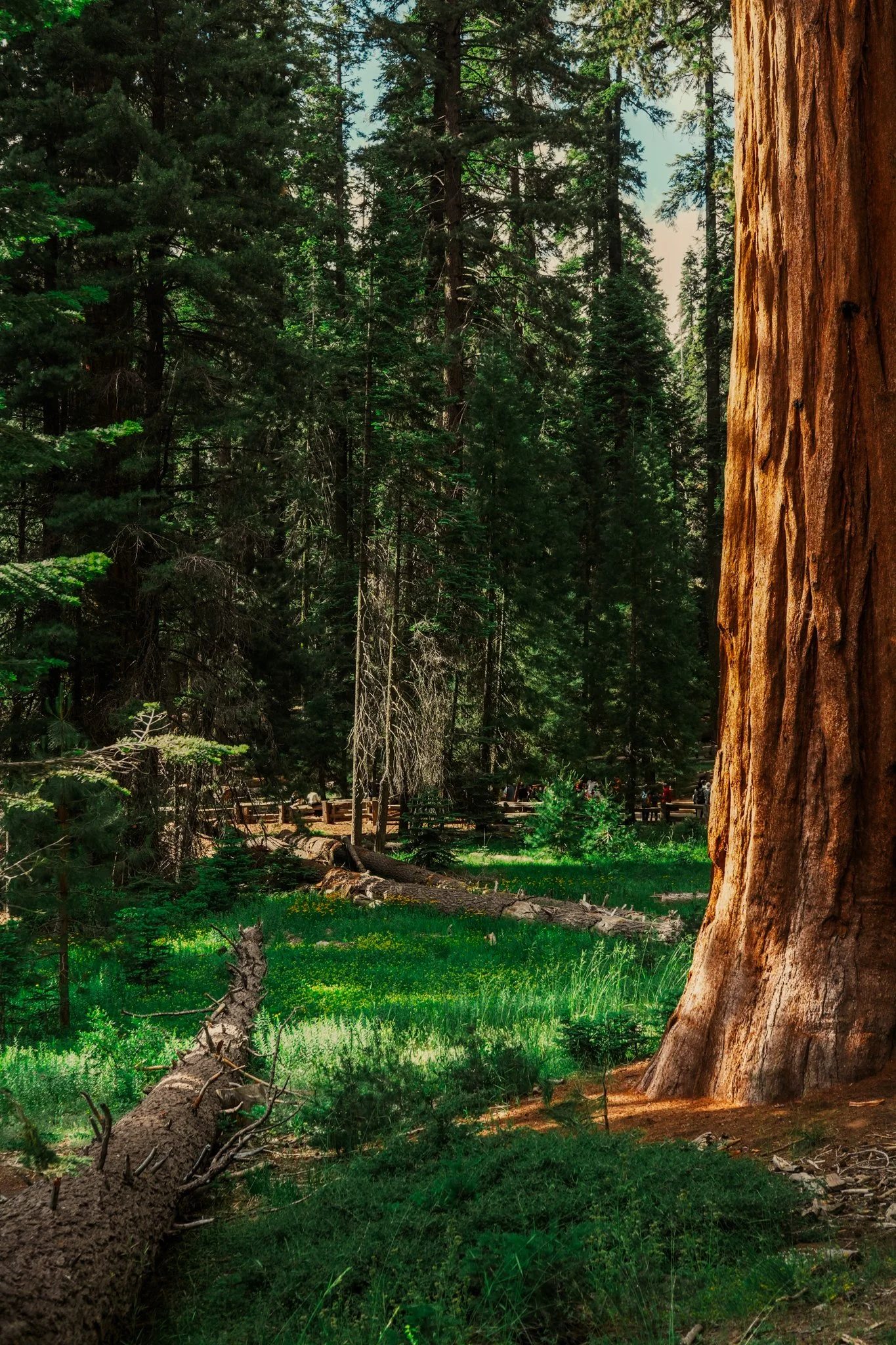 sequoia-097.jpg