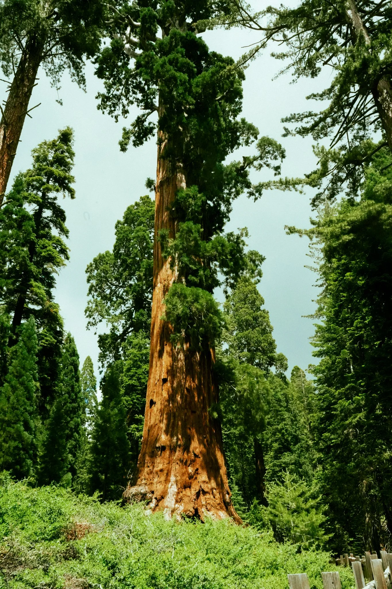 sequoia-033.jpg