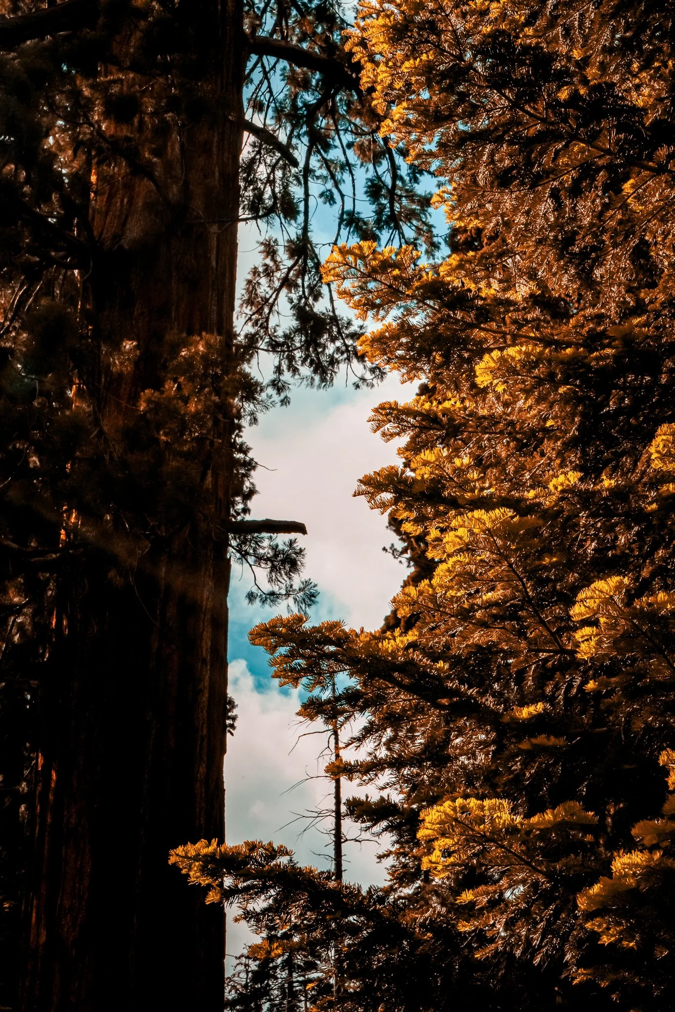sequoia-100.jpg