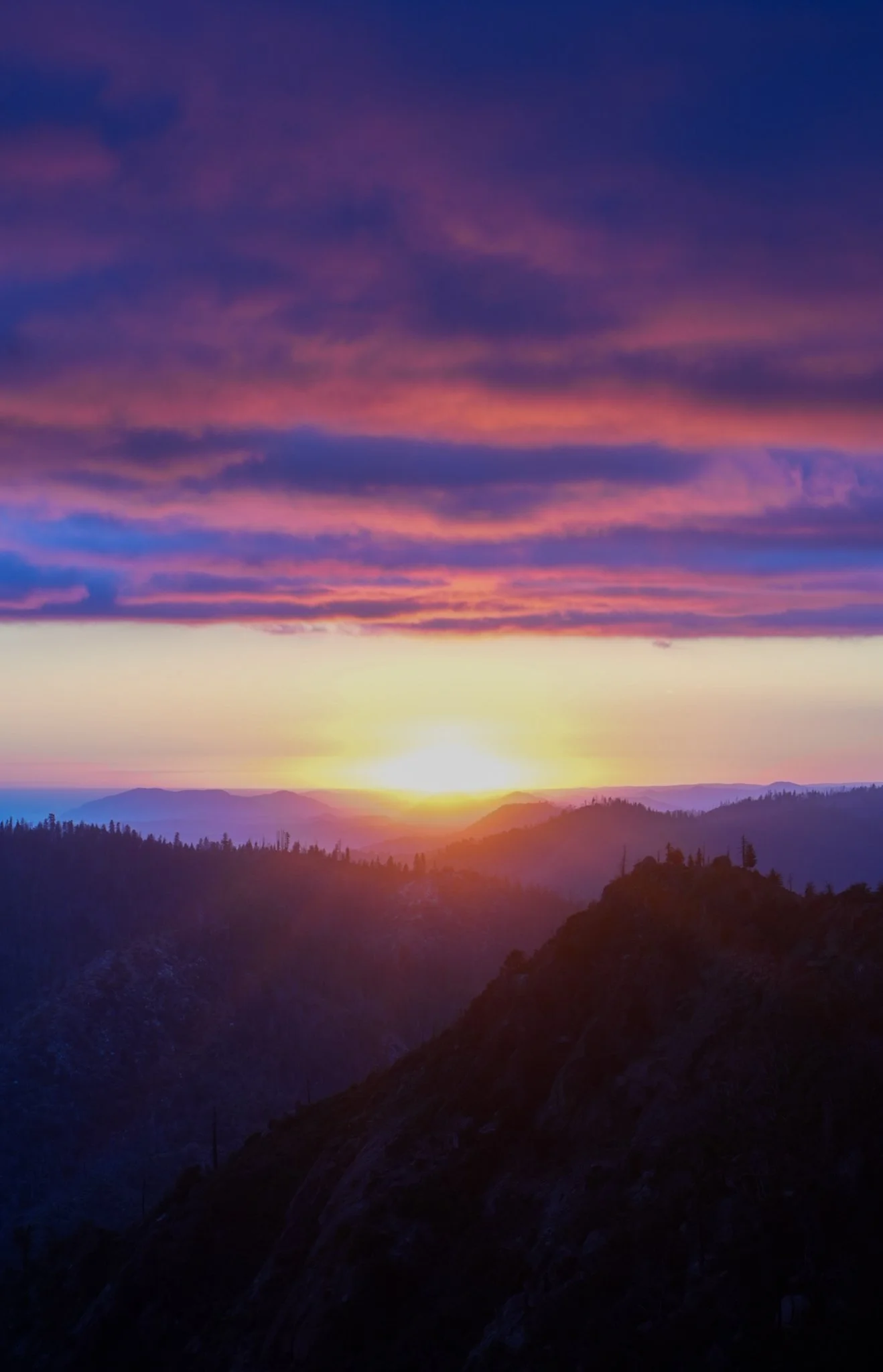 sequoia-157.jpg