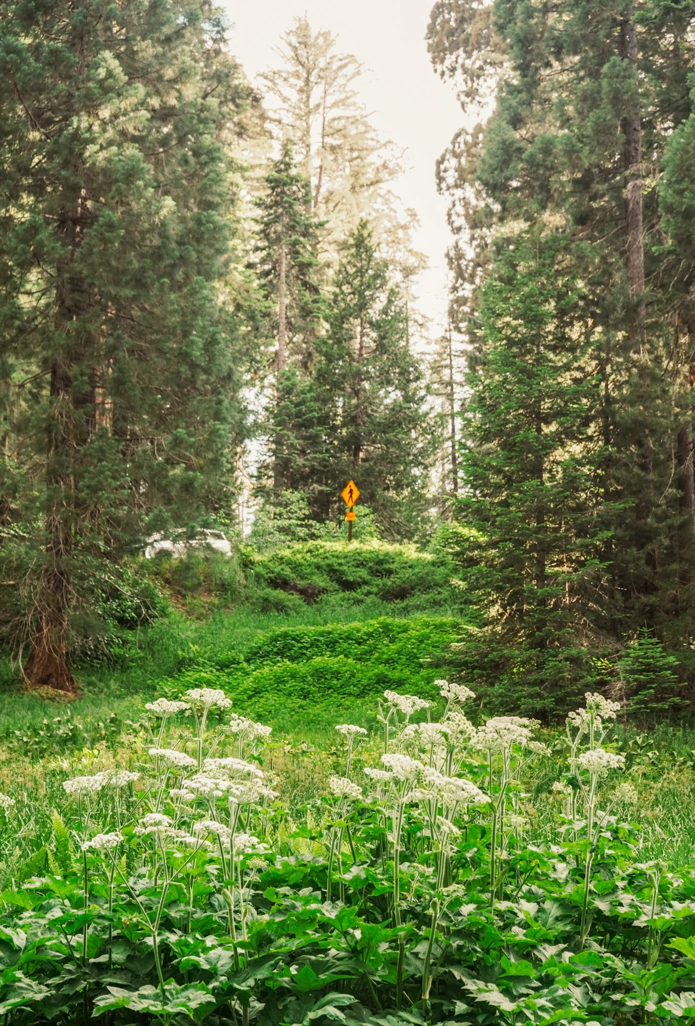 sequoia-121.jpg